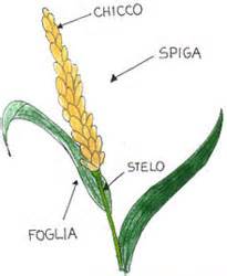 Struttura del grano: scopri le parti della spiga di grano.